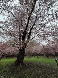 Blossoms in Silence: Hokkaido Jingu Cherry Blossom 
