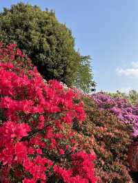 【足利】満開の藤の花を楽しもう