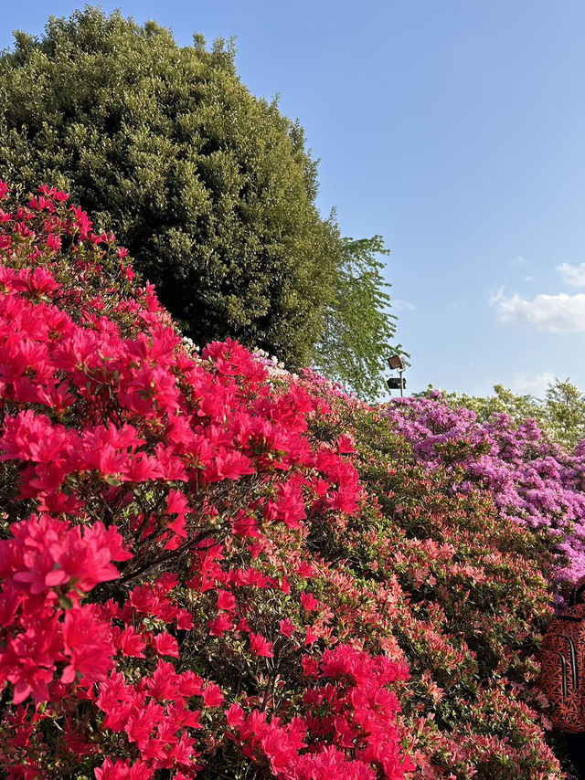 【足利】満開の藤の花を楽しもう