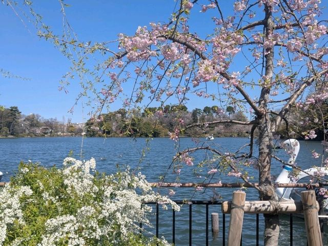 【東京】神社や季節の花を見ながらボートに乗れる洗足池公園