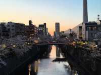 “Midnight Sakura: The River of Light and Silence”