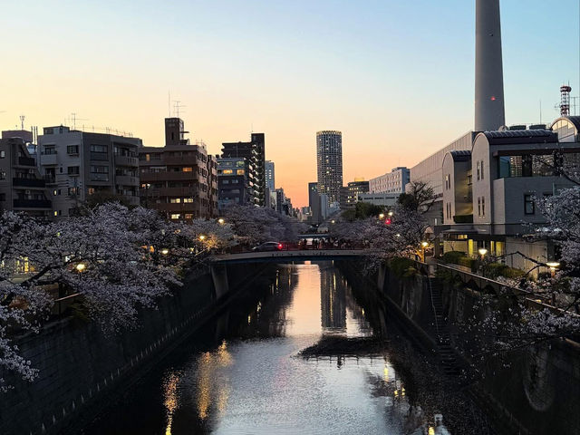 “Midnight Sakura: The River of Light and Silence”