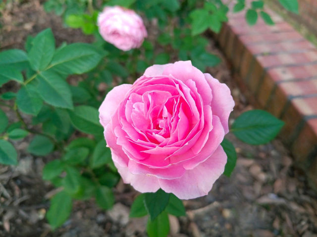 2025士林官邸花花特輯🌹🌷花都開好了🌸💐