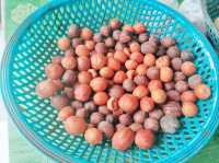 Nutmeg Factory