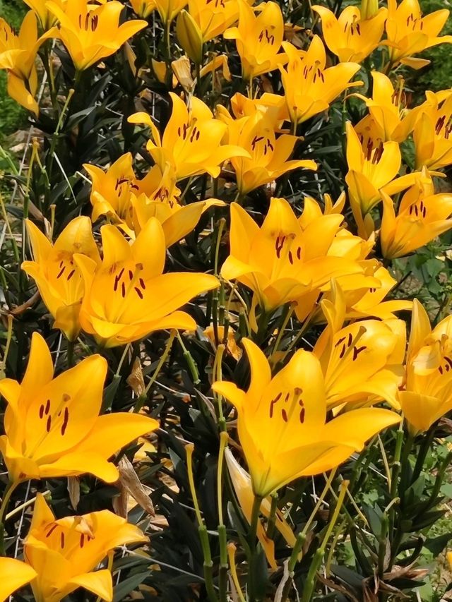 #桃園彩色海芋季-桃園市大園區