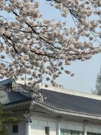 Chasing Cherry Blossoms: A Spring to Remember in Korea (2025)