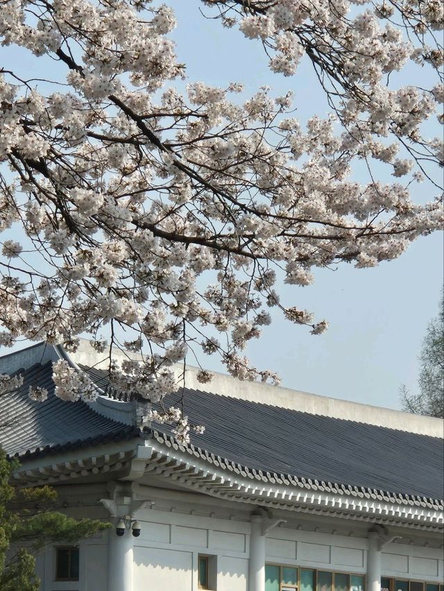 Chasing Cherry Blossoms: A Spring to Remember in Korea (2025)
