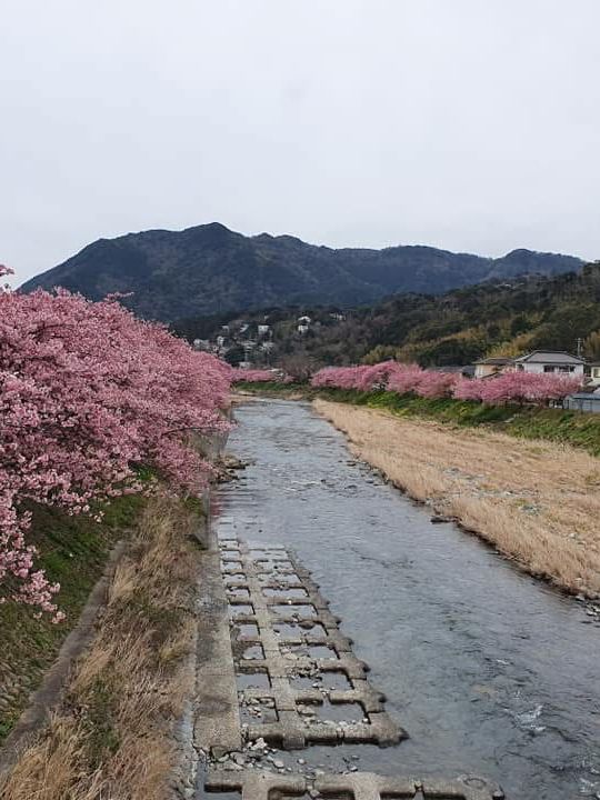 “The First Bloom of Spring: Kawazu’s River of Pink”