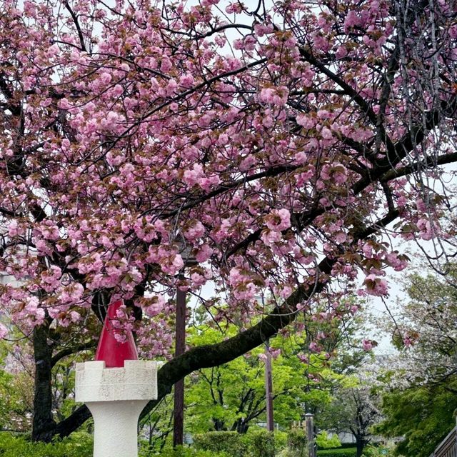 Blossoms and History at Asukayama Park