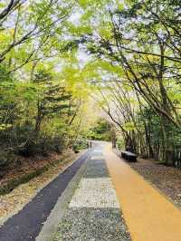 A Breath of Fresh Air and Panoramic Views at Seogwipo Natural Recreational Forest