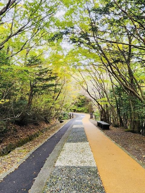 A Breath of Fresh Air and Panoramic Views at Seogwipo Natural Recreational Forest
