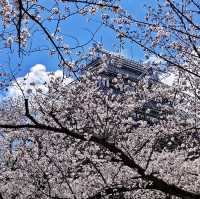 福岡舞鶴公園賞櫻去