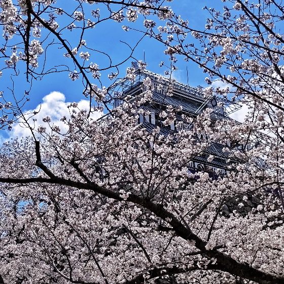 福岡舞鶴公園賞櫻去