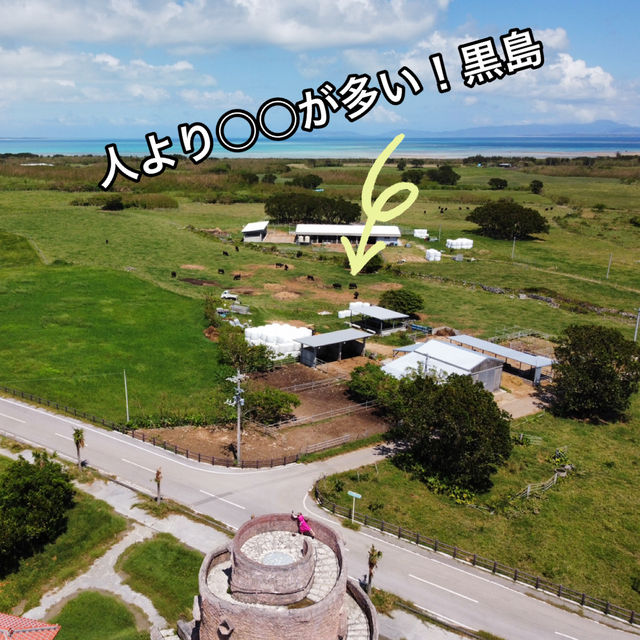 黒島に黒毛和牛が大集結！！