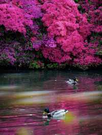 Spring Exclusive | Stumbled into Richmond’s Azalea Waterfall over Labour Day 🌸