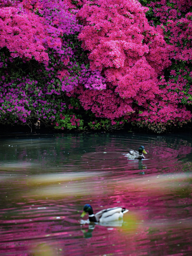 Spring Exclusive | Stumbled into Richmond’s Azalea Waterfall over Labour Day 🌸