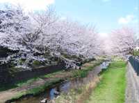 A Cherry Blossom Stroll You’ll Love