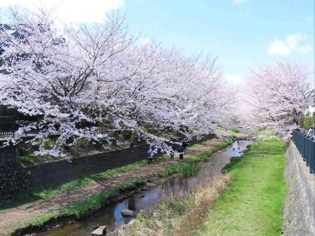 A Cherry Blossom Stroll You’ll Love