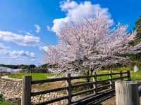 Spring Serenity in Nara’s Hidden Gem