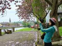 Whispers of Spring in Dumfries: Sakura Blooms, Riverside Serenity, and Echoes of History