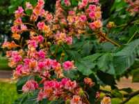 Flower in Bloom at Ascott: A Dreamy English Garden Escape