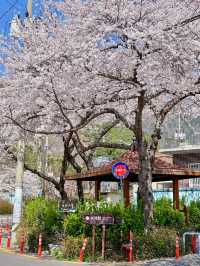 YEOJWACHEON STREAM | KOREA’S ROMANTIC CHERRY BLOSSOM WALKWAY 🌸🌉