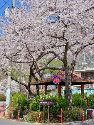 YEOJWACHEON STREAM | KOREA’S ROMANTIC CHERRY BLOSSOM WALKWAY 🌸🌉