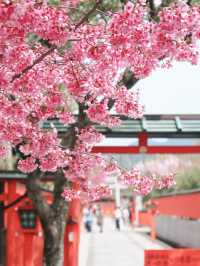 Where Petals Meet Bamboo – A Dreamy Day in Arashiyama