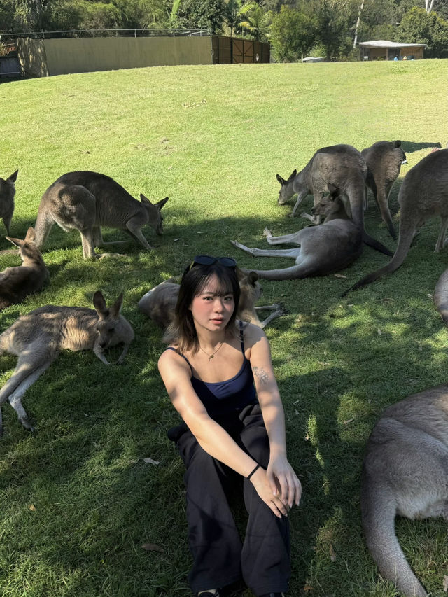 🦘🐨💕Up Close with Kangaroos at Lone Pine Sanctuary