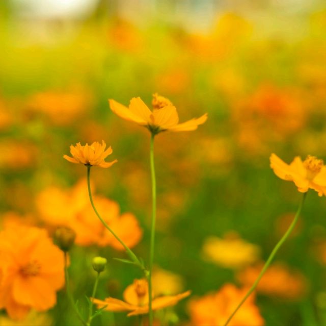 หนีฝน มาถ่ายรูปที่ คาเฟ่ สวนดอกไม้