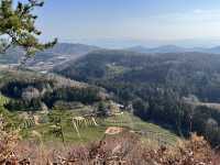 Boseong Tea Plantation – Worth the Journey for These Green Views