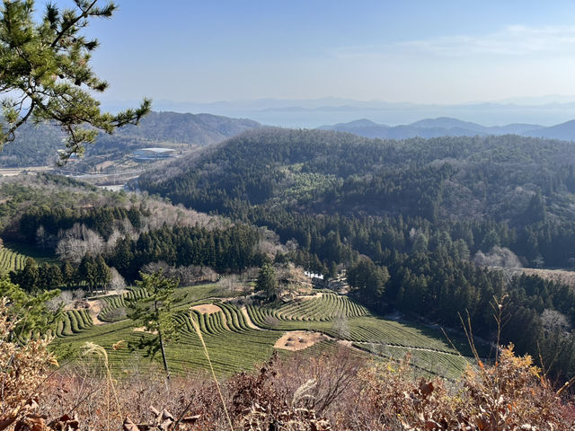 Boseong Tea Plantation – Worth the Journey for These Green Views