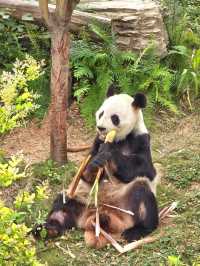 熊貓愛好者的天堂