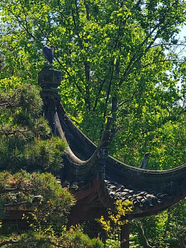 Dr. Sun Yat-Sen Classical Chinese Garden – A Tranquil Oasis in Vancouver’s Chinatown