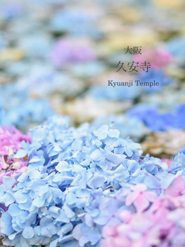 【大阪/池田】久安寺✨水面に浮かぶ紫陽花が魅力！