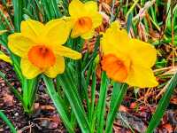 Spring Stirs in the City – Mayfield Park in Bloom