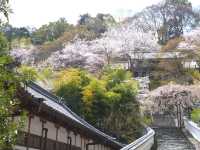 花の御寺 総本山 長谷寺 
