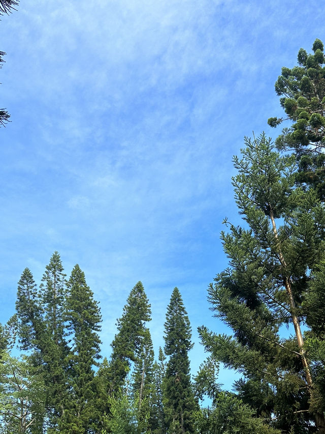 廈門園林植物園太美了
