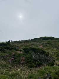 한라산의 초여름