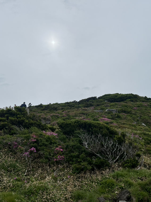 한라산의 초여름