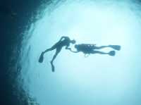 🌊【和海中溫柔巨人四目相對的瞬間】🦈💙
