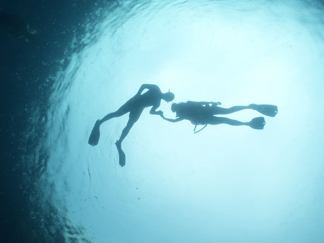 🌊【和海中溫柔巨人四目相對的瞬間】🦈💙