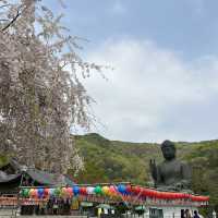 천안 각원사 겹벚꽃 당일치기 여행🌸