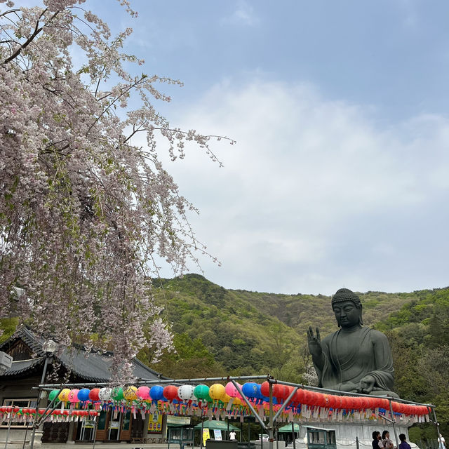 천안 각원사 겹벚꽃 당일치기 여행🌸