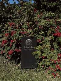 Araksa Tea Garden - Chiangmai Thailand 