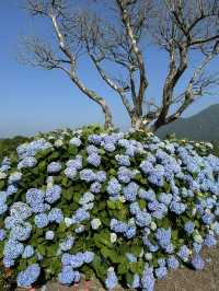 濟州6月繡球花海