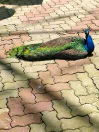 Labuan Bird Park - Various Types Species of Birds in Labuan, Malaysia