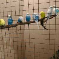 พามาชมงาน Westville Bird Paradise 