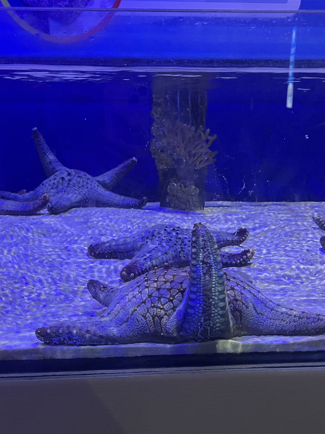 มาดูปลาที่ Chiang Mai Zoo Aquarium 🐠🫧