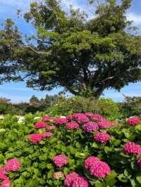 Hydrangeas Spot at the Eastern Part of Jeju